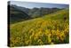 Sunflowers Meadow, Little Cottonwood Canyon, Utah, USA-Charles Gurche-Premier Image Canvas