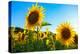 Sunflowers, Near Chalabre, Aude, France, Europe-James Strachan-Premier Image Canvas