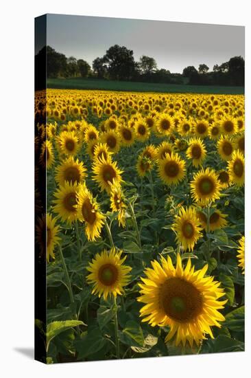 Sunflowers, Near Chalabre, Aude, France, Europe-James Strachan-Premier Image Canvas