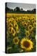 Sunflowers, Near Chalabre, Aude, France, Europe-James Strachan-Premier Image Canvas