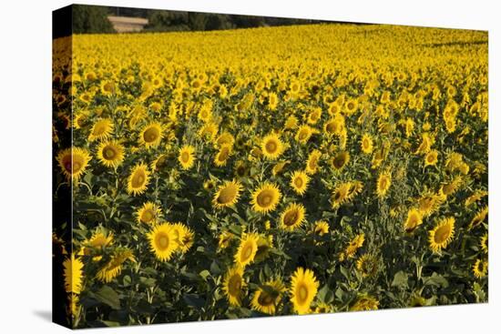 Sunflowers, Provence, France, Europe-Angelo Cavalli-Premier Image Canvas