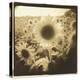 Sunflowers, Spain-Theo Westenberger-Premier Image Canvas