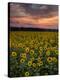 Sunflowers to the Sky-Michael Blanchette Photography-Premier Image Canvas