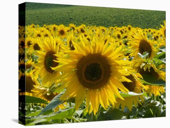 Sunflowers with Vines in Distance, Charente, France, Europe-Groenendijk Peter-Premier Image Canvas