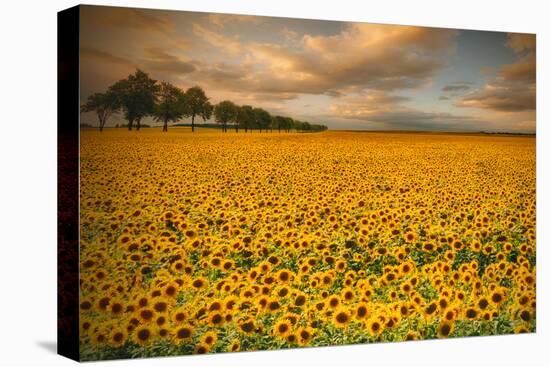 Sunflowers-Piotr Krol-Premier Image Canvas