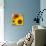 Sunflowers-DLILLC-Premier Image Canvas displayed on a wall