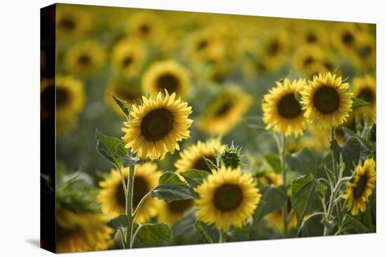 Sunflowers-Ralph Richter-Premier Image Canvas