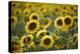 Sunflowers-Ralph Richter-Premier Image Canvas