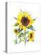 Sunflowers-Gwendolyn Babbitt-Stretched Canvas
