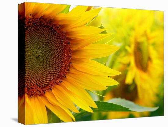 Sunflowers-SJ Travel Photo and Video-Premier Image Canvas