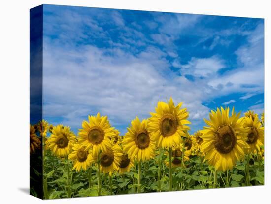 Sunflowers-Marco Carmassi-Premier Image Canvas