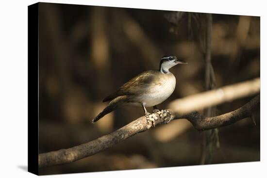 Sungrebe-Joe McDonald-Premier Image Canvas