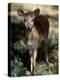 Suni Antelope De Wildt Gr, South Africa-Tony Heald-Premier Image Canvas