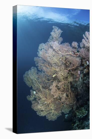 Sunlight Illuminates a Large Gorgonian Growing on a Reef in Raja Ampat-Stocktrek Images-Premier Image Canvas