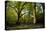 Sunlight in Spring Woodland-Rory Garforth-Premier Image Canvas