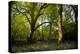 Sunlight in Spring Woodland-Rory Garforth-Premier Image Canvas