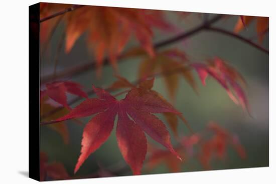 Sunlight Maple I-Rita Crane-Premier Image Canvas