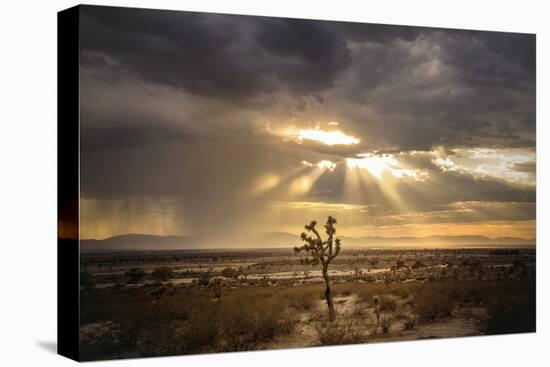 Sunlight on Desert Landscape in USA-Jody Miller-Premier Image Canvas