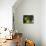 Sunlight on Malvaviscus Arboreus, a Hibiscus Plant-Alex Saberi-Premier Image Canvas displayed on a wall