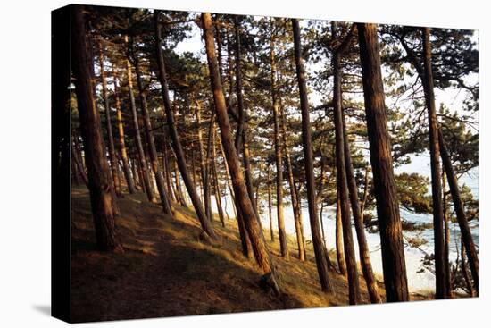 Sunlight on Pine Trees at Bornholm, Cliffs - Denmark-Annet van der Voort Bildarchiv-Monheim-Premier Image Canvas