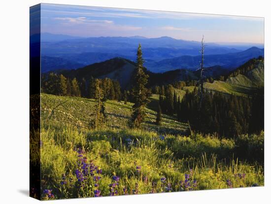 Sunlight over Field and Flowers, Portneuf Mountains, Bear River Range, Cache National Forest, Idaho-Scott T^ Smith-Premier Image Canvas