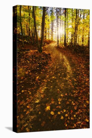 Sunlight Path in A Fall Forest-SHS Photography-Premier Image Canvas