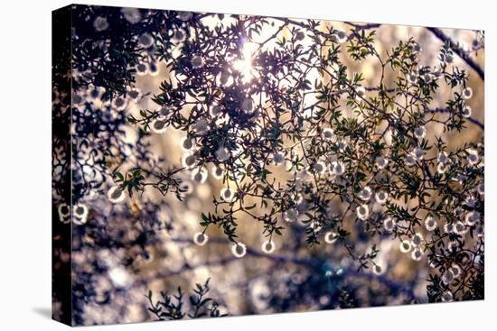 Sunlight Peeking Through Leaves and Flowers-null-Stretched Canvas