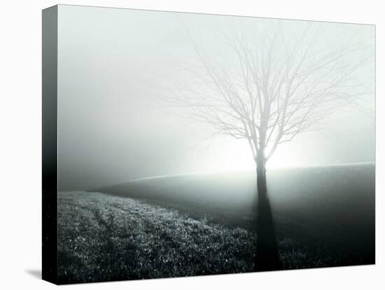 Sunlight Shining behind Lone Tree-Jan Lakey-Premier Image Canvas