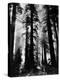 Sunlight Shining Through California Redwoods-Grey Villet-Premier Image Canvas