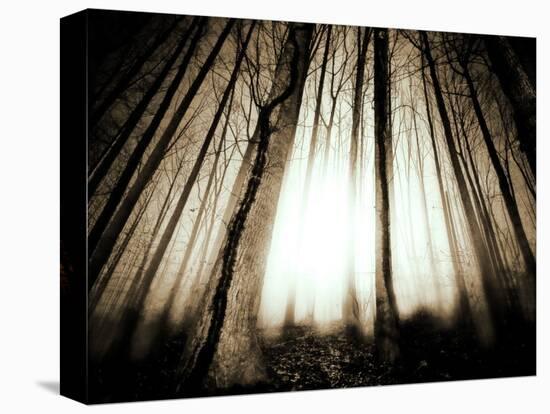 Sunlight Shining through Dense Forest-Jan Lakey-Premier Image Canvas