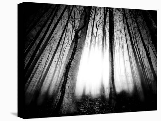 Sunlight Shining through Dense Forest-Jan Lakey-Premier Image Canvas