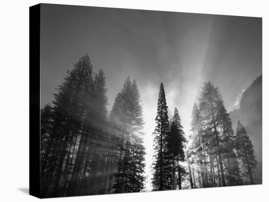 Sunlight Through Pine Forest in Yosemite Valley, Yosemite National Park, California, USA-Adam Jones-Premier Image Canvas