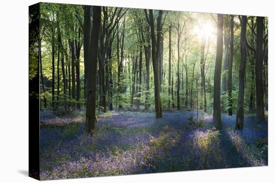 Sunlight Through Trees in Bluebell Woods, Micheldever, Hampshire, England-David Clapp-Premier Image Canvas