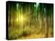 Sunlit Forest,artwork-Victor Habbick-Premier Image Canvas