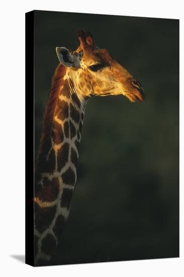 Sunlit Giraffe-Staffan Widstrand-Stretched Canvas