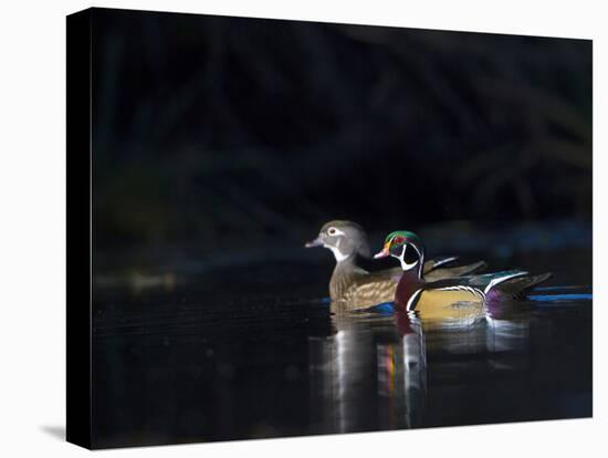 Sunlit Male and Female Wood Ducks (Aix Sponsa) in Breeding Plumage, Washington, USA-Gary Luhm-Premier Image Canvas