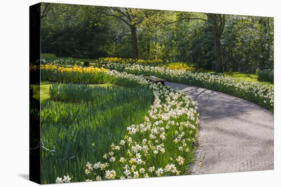 Sunlit path in daffodil garden-Anna Miller-Premier Image Canvas