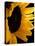 Sunlit Sunflowers II-Monika Burkhart-Premier Image Canvas