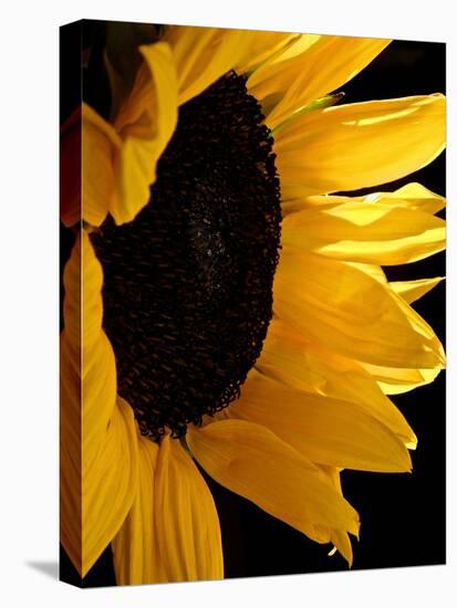 Sunlit Sunflowers II-Monika Burkhart-Premier Image Canvas