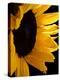 Sunlit Sunflowers II-Monika Burkhart-Premier Image Canvas