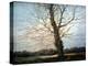 Sunlit Tree-Richard Willis-Premier Image Canvas