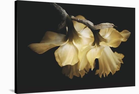 Sunning Daffodils-David Lorenz Winston-Stretched Canvas