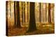 Sunny Beech Forest in Autumn, Harz, Near Allrode, Saxony-Anhalt, Germany-Andreas Vitting-Premier Image Canvas