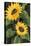 Sunny Blooms on Black-Albena Hristova-Stretched Canvas