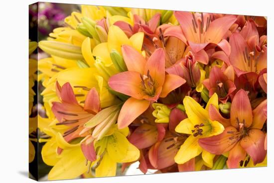 Sunny Lily I-Maureen Love-Premier Image Canvas