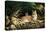 Sunny Spot Bobcat with Kittens-Wilhelm Goebel-Premier Image Canvas