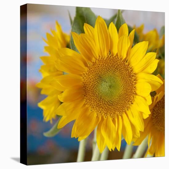 Sunny Sunflower I-Nicole Katano-Stretched Canvas