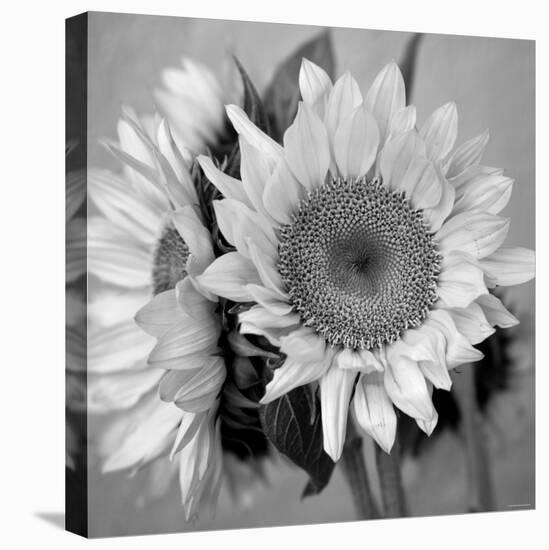 Sunny Sunflower I-Nicole Katano-Stretched Canvas