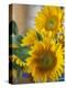 Sunny Sunflower II-Nicole Katano-Stretched Canvas