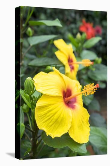 Sunny Wind, Hibiscus, Usa-Lisa S. Engelbrecht-Premier Image Canvas